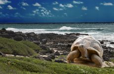 El aislamiento de las Islas Galápagos ha contribuido con el desarrollo de especies que son endémicas en el archipiélago. Este rico ecosistema inspiró las teorías de Charles Darwin sobre de la evolución de las especies por selección natural.