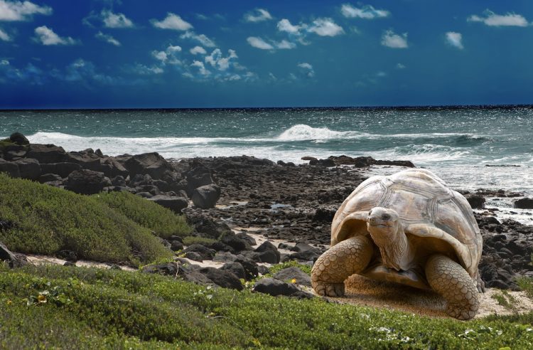 El aislamiento de las Islas Galápagos ha contribuido con el desarrollo de especies que son endémicas en el archipiélago. Este rico ecosistema inspiró las teorías de Charles Darwin sobre de la evolución de las especies por selección natural. El aislamiento de las Islas Galápagos ha contribuido con el desarrollo de especies que son endémicas en el archipiélago. Este rico ecosistema inspiró las teorías de Charles Darwin sobre de la evolución de las especies por selección natural.