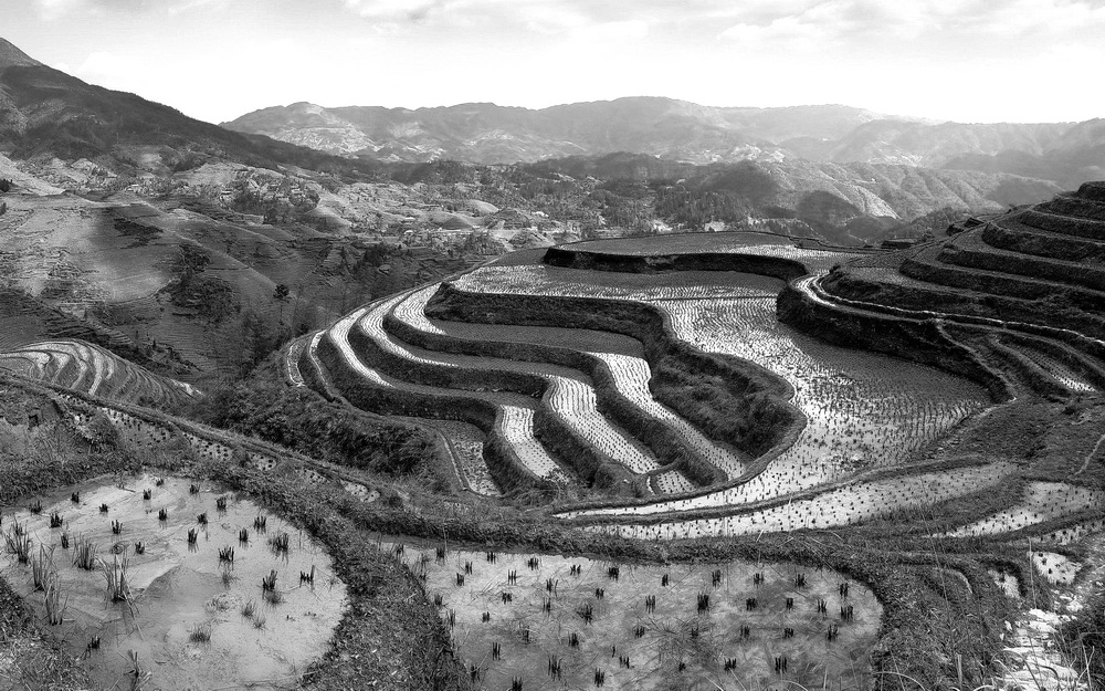 Asia. Típica plantación de arroz en China. Los sietes principales países productores de arroz en el mundo se encuentran en Asia: China (26%), India (21%), Indonesia (10%), Bangladesh (7%), Vietman (5%), Myanmar, Tailandia. Asia. Típica plantación de arroz en China. Los sietes principales países productores de arroz en el mundo se encuentran en Asia: China (26%), India (21%), Indonesia (10%), Bangladesh (7%), Vietman (5%), Myanmar, Tailandia.